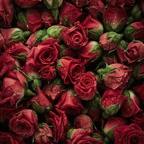 Wallpaper Texture Red Roses Drops Flowers Many