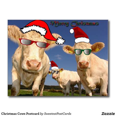 Christmas Cows Postcard Funny Items Postcard Cow