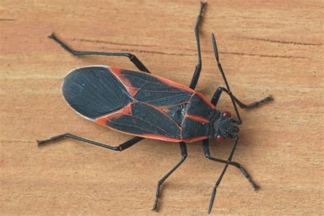 Box Elder Bugs A Guide To Box Elder Bugs Identification And Prevention