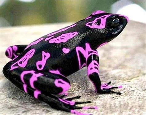 10 Strange Creatures You Never Knew Existed