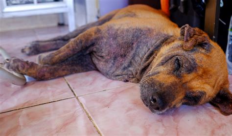 Human Scabies Passed To Dog