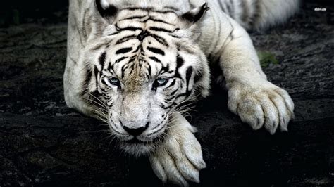 Scary White Tiger White Tiger Siberian Tiger Scary Tiger Bengal