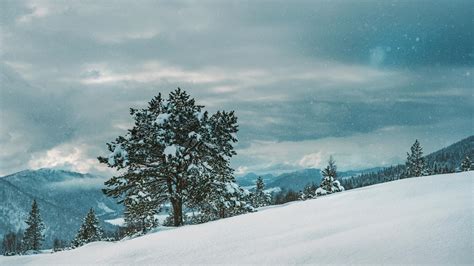 Hd Hintergrundbilder Winter Schnee Baum Desktop Hintergrund