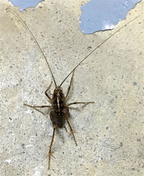 Camel/Cave cricket - PEST CONTROL CANADA
