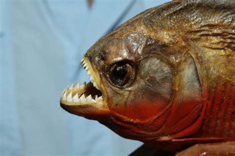 Engineers Find Inspiration For New Materials In Piranha Proof Armor