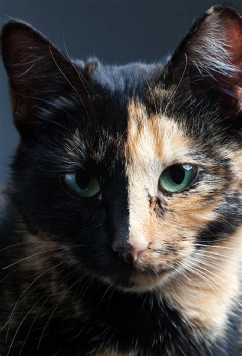 14 Amazing Facts That Explain Why Tortoiseshell Cats Are The Best Cats