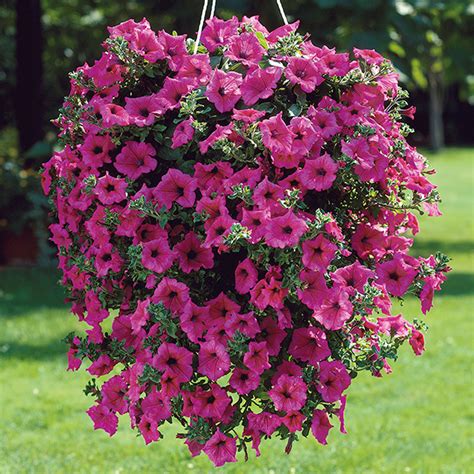 Hot pink flowers to plant. Petunia Surfinia Hot Pink Flower Plants From Mr ...