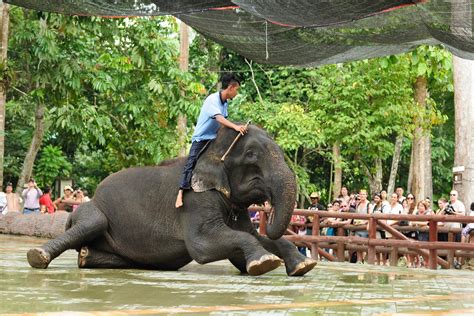 Kuala gandah elephant sanctuary (elefantenpark). Kuala Gandah Elephant Conservation Centre, Malaysia 2019