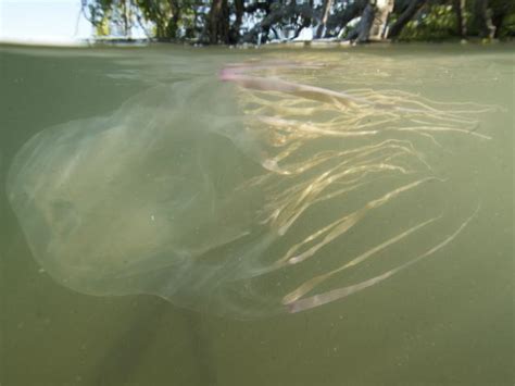 Australian Teen Dies After Box Jellyfish Sting │ Gma News Online