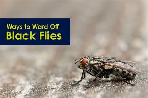 Ways To Ward Off Black Flies Proven Insect Repellent