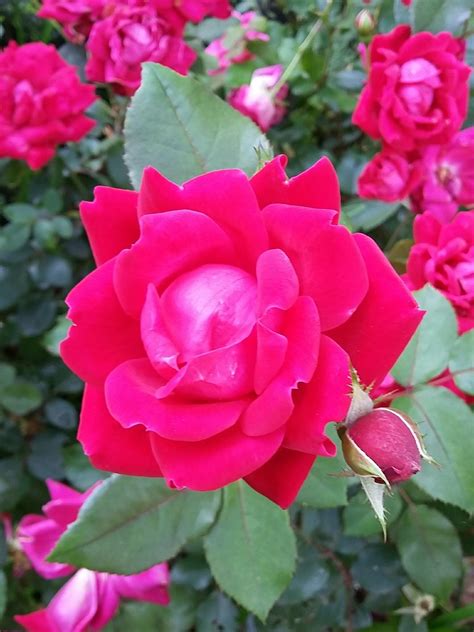Roses Single Rose Blossom · Free Photo On Pixabay
