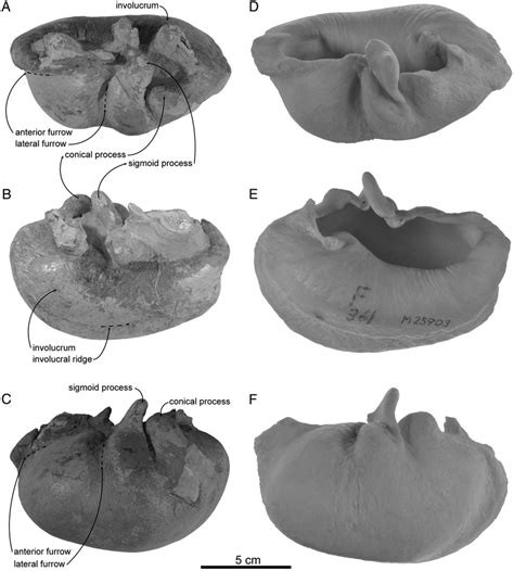 Left Tympanic Bullae Of A C The Early Pleistocene Balaenoptera