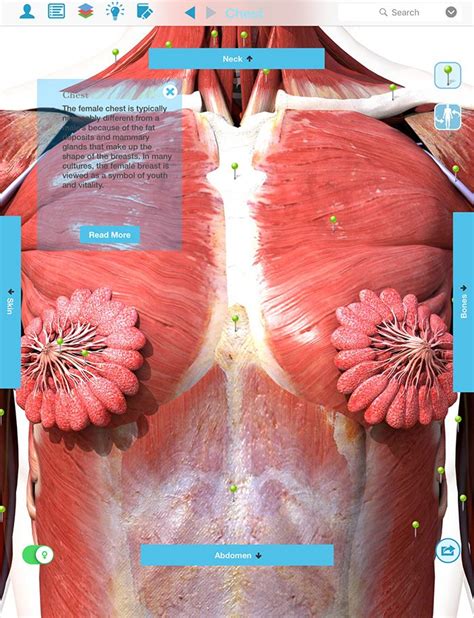The pectoralis major muscles (also known as the pecs) are located on the front of the rib cage, and form the major muscles of the chest. Don't Freak Out About That Viral 'Milk Duct' Image, It's Not Actually Correct