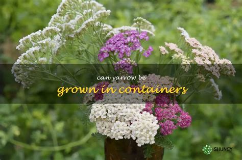 Growing Yarrow In Containers A Guide To Success Shuncy