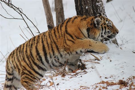 Amur Tigers How They Choose Where And What To Eat Oikos Journal