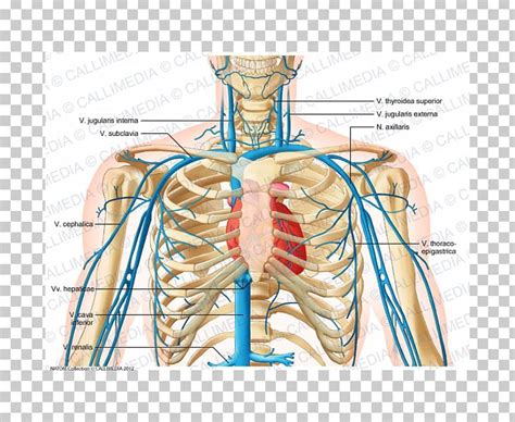 Chest Venous Anatomy