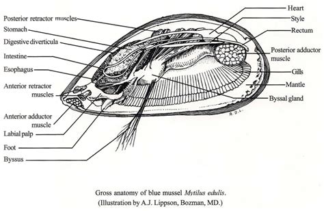 Mussel Anatomy Barnegat Bay Shellfish