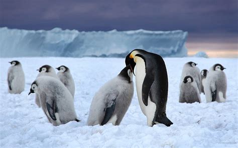 Emperor Penguins Snow Animals Famliy Hd Wallpaper Peakpx