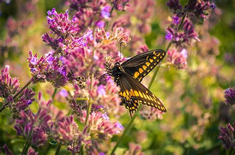 Busy Black Swallowtail Photograph Fine Art Photography Print Midwest