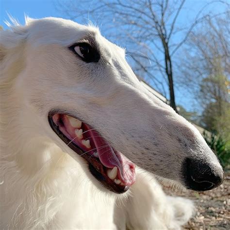 Borzoi Dog With Longest Nose Earns Her Instagram Following