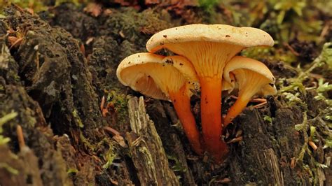 False Chanterelle Mushrooms A Complete Guide A Z Animals