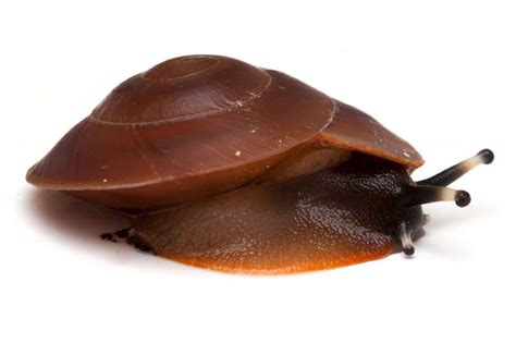 881 отметок «нравится», 24 комментариев — pepper apollo (@crazy.snail.lady1) в instagram: Snails of form Pleurodonte excellens Dominican Republic ...