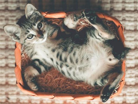 Cooling Off Kitty 3 Things To Add To Your Catio During A Heatwave