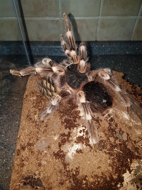 The Biggest Spider In My Collection Giant Acanthoscurria Geniculata