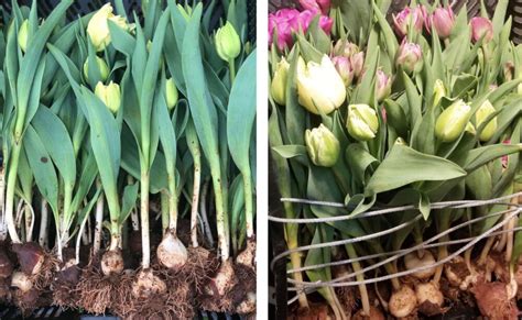Growing Cutting Arranging Tulips Flower Magazine