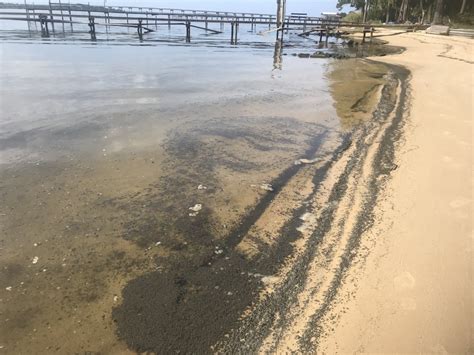 Wkrg Update High Levels Of Fecal Matter In Water Of Perdido Bay