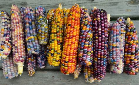 This All Natural Native Corn Is Bejeweled With Brilliantly Colorful Kernels