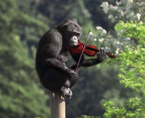 Chimpanzee With A Violin Chimpanzee Playing The Violin Funny