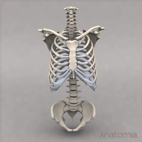 3d Male Human Torso Skeleton Model