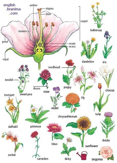 Flower Names And Pictures In English Beautiful Flower Arrangements