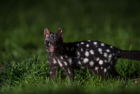 Eastern Quoll Sean Crane Photography