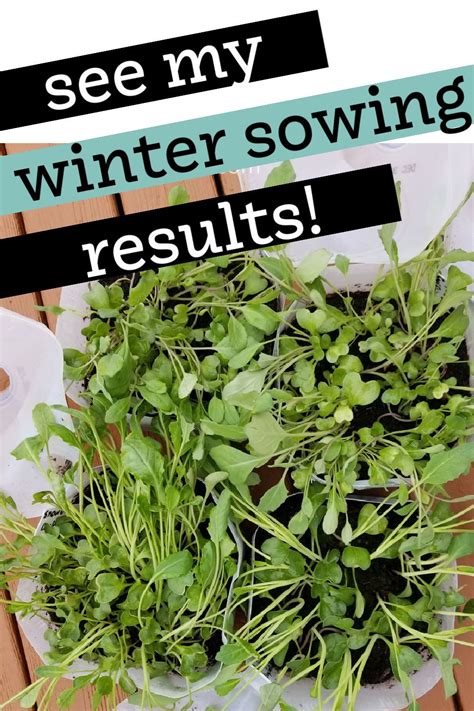 Not Sure Which Seeds You Can Start With Winter Sowing See What I Grew Using This Frugal And