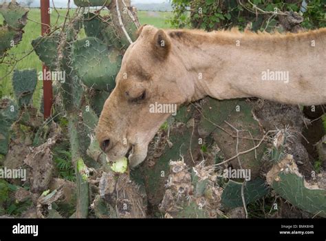 Ethiopia: Tigray Region, Axum, camel eating prickly cactus Stock Photo