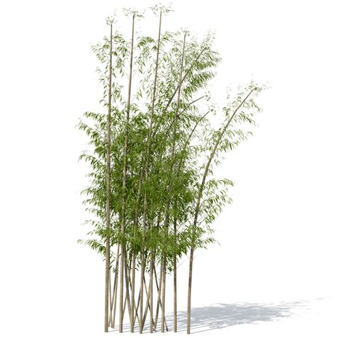 3d Tree Asia Plant Xfrogplants Model