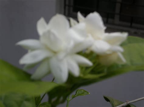 Maradhi Manni Summer Flowers In Our Garden