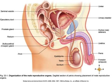 The muscles of the human body are responsible for movement; Male Reproductive System Unlabeled Diagram