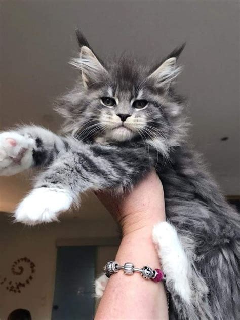 All of our cats are treated with the utmost care and love. Maine Coon Kittens For Sale In Texas
