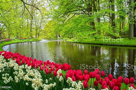 Beautiful Spring Flowers Near Pond In Keukenhof Park In Netherlands