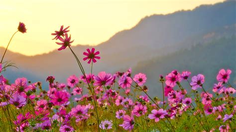 Fondos De Pantalla 1920x1080 Cosmos Planta Muchas Rosa Color Flores