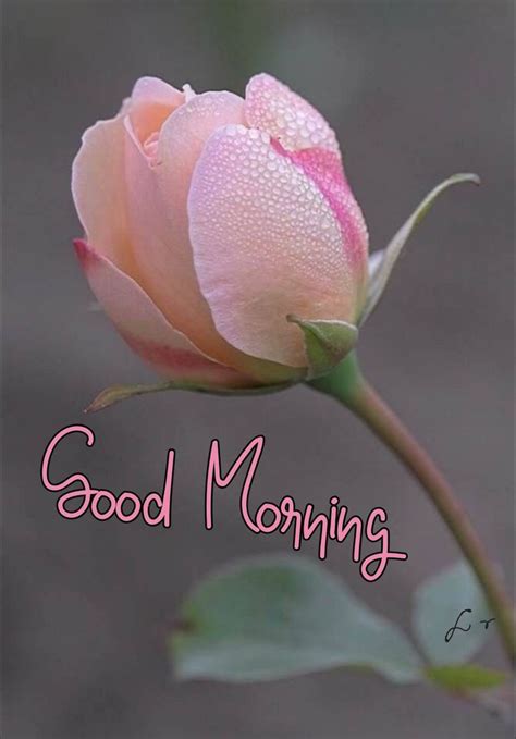 Pin On Morning Wishes