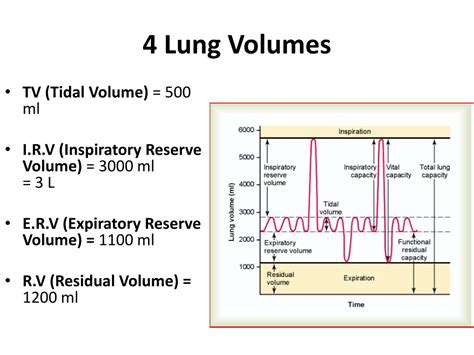 PPT - Lung volumes & Lung Capacities PowerPoint 