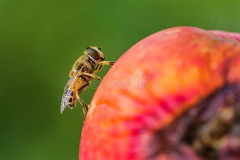 Honey Bee On Rotten Apple Stock Image Image Of Daylight 59658715