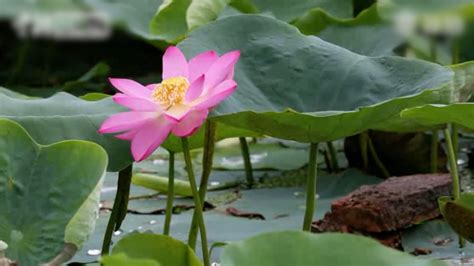 Lotus flower, grown from 100-year-old seed, blossoms in Beijing - CGTN