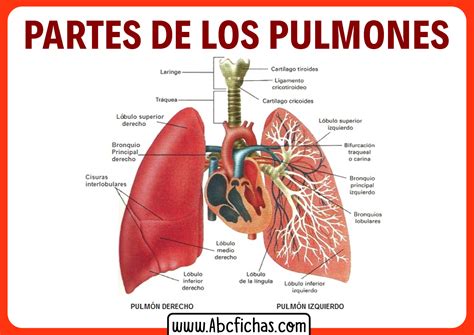 Anatomía Y Partes De Los Pulmones Del Sistema Respiratorio