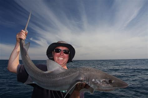 Catch Flathead Snapper Gummy Sharks — Apollo Bay Fishing Charters