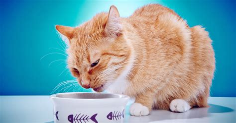 Some people suggest trying to. How to take care of a cat when she vomits - Sepicat
